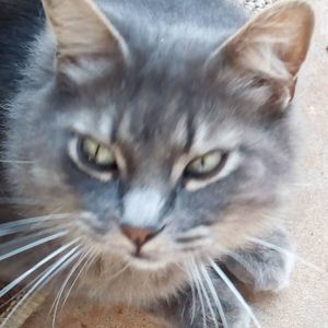 Meet your Posher, Steve